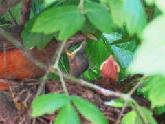 Zorzal colorado/Rufous-bellied Thrush