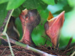 Zorzal colorado/Rufous-bellied Thrush