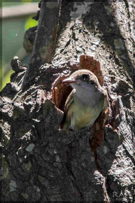 Burlisto pico canela/Swainson's Flycatcher