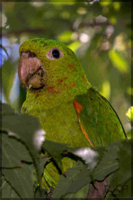 Calancate ala roja/White-eyed Parakeet