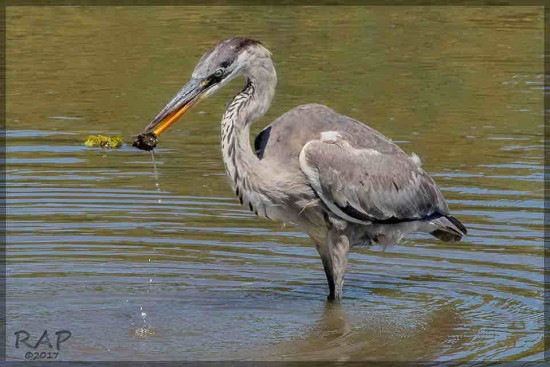 Garza mora/Cocoi Heron