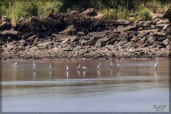 Garzas/Egrets