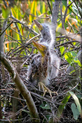 Hocó colorado/Rufescent Tiger-Heron