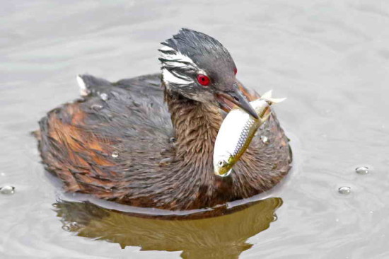 Macá común/White-tufted Grebe