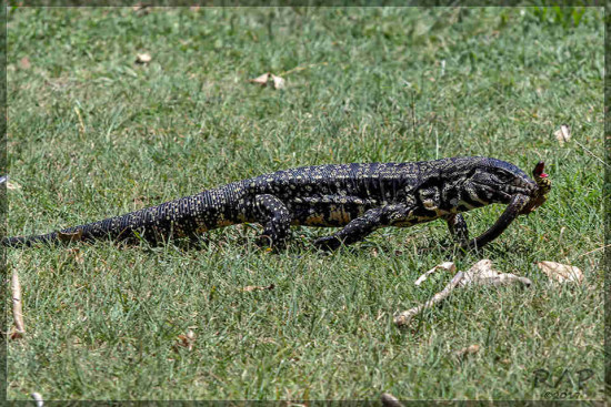 overo-culebra/Tegu-snake