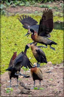 Sirirí pampa/White-faced Whistling-Duck