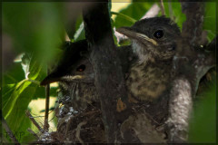 Zorzal colorado/Rufous-bellied Thrush