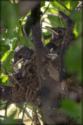 Zorzal colorado/Rufous-bellied Thrush