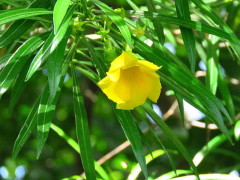 Adelfa amarilla/Yellow oleander