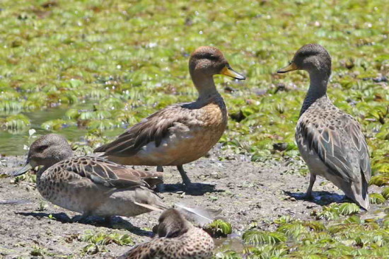 Pato barcino/Yellow-billed Teal