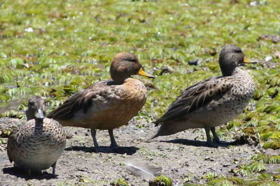 Pato barcino/Yellow-billed Teal