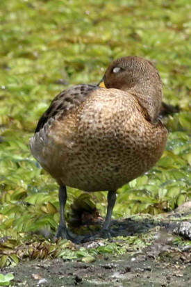 Pato barcino/Yellow-billed Teal