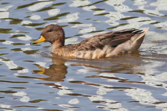 Pato barcino/Yellow-billed Teal