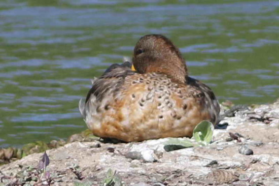 Pato barcino/Yellow-billed Teal