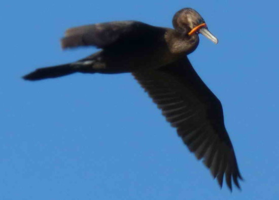 Biguá/Neotropic Cormorant