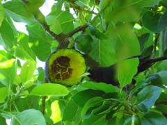 Boyero negro/Solitary Black cacique