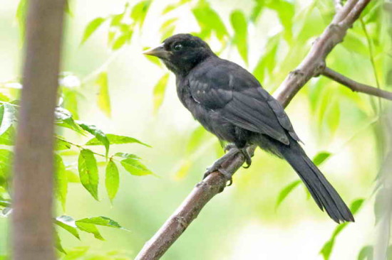 Boyero negro/Solitary Black Cacique