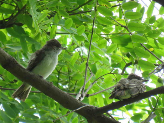 Burlisto pico canela/Swainson's Flycatcher