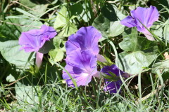 Campanilla lila/Morning glory