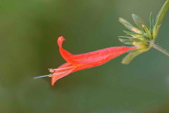 Canaria rojo/Dicliptera tweediana