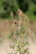 Cardencha/Wild teasel