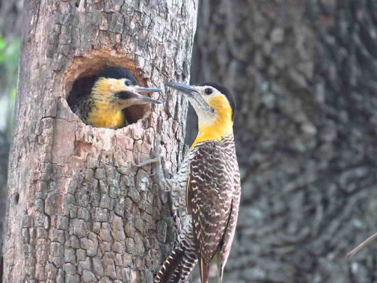 Carpintero campestre/Campo Flicker