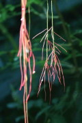 Cortina del cielo/Cissus palmata