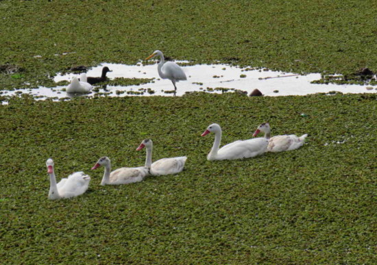 Coscoroba/Coscoroba Swan