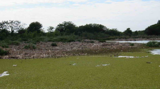 Coscoroba/Coscoroba Swan