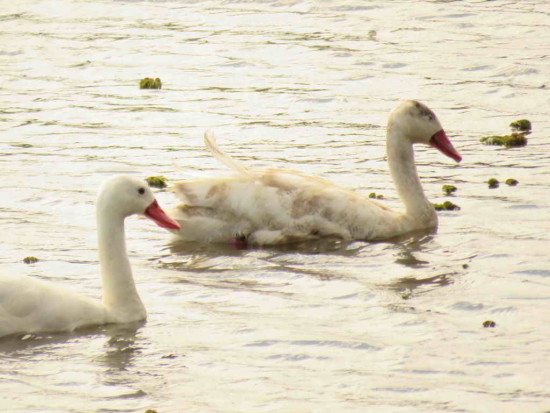 Coscoroba/Coscoroba Swan