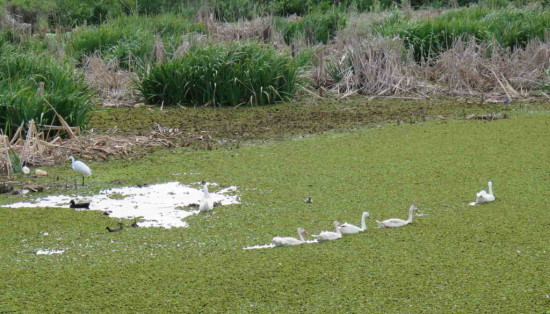 Coscoroba/Coscoroba Swan