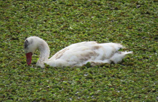 Coscoroba/Coscoroba Swan