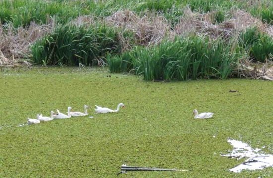 Coscoroba/Coscoroba Swan