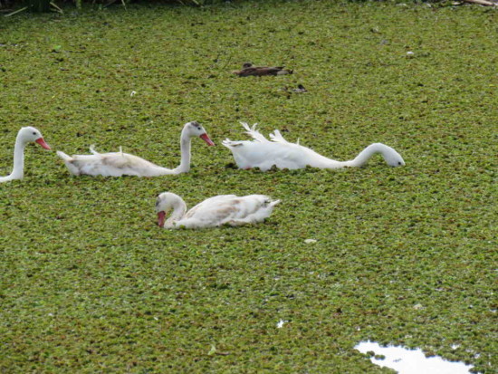 Coscoroba/Coscoroba Swan