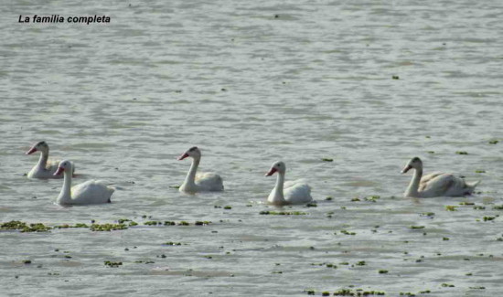 Coscoroba/Coscoroba Swan