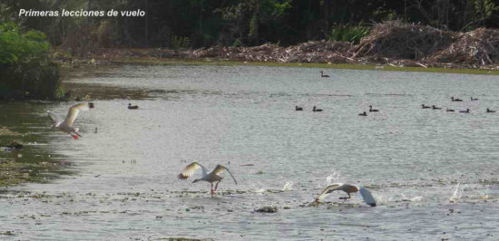 Coscoroba/Coscoroba Swan