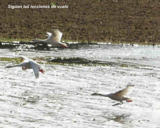 Coscoroba/Coscoroba Swan