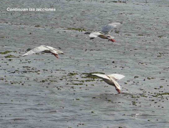 Coscoroba/Coscoroba Swan