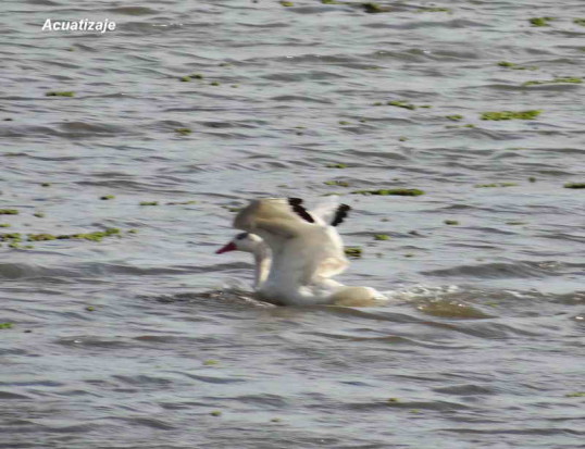 Coscoroba/Coscoroba Swan