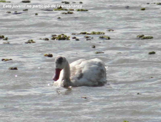 Coscoroba/Coscoroba Swan