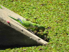 Cotorra/Monk Parakeet