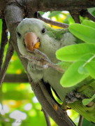 Cotorra/Monk Parakeet