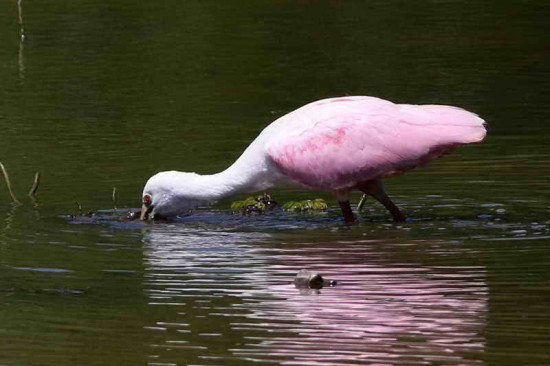 Espátula rosada/Roseate Spoonbill