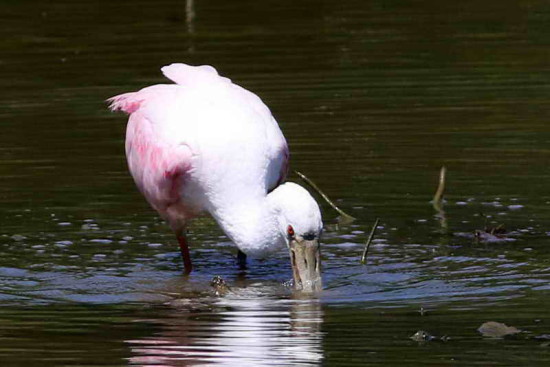 Espátula rosada/Roseate Spoonbill