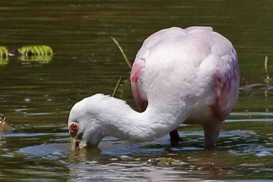 Espátula rosada/Roseate Spoonbill