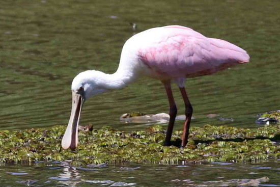 Espátula rosada/Roseate Spoonbill