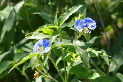 Flor de Santa Lucía/Whitemouth dayflower