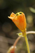 Flor de la oración/Long flower evening primrose