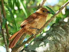 Frutero negro/White-lined Tanager