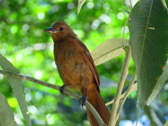 Frutero negro/White-lined Tanager